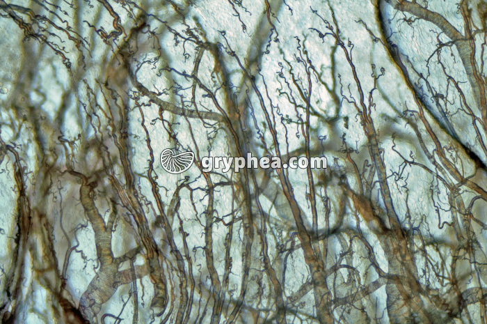 Trachées de Criquet (Locusta migratoria) x25 - gryphea.org